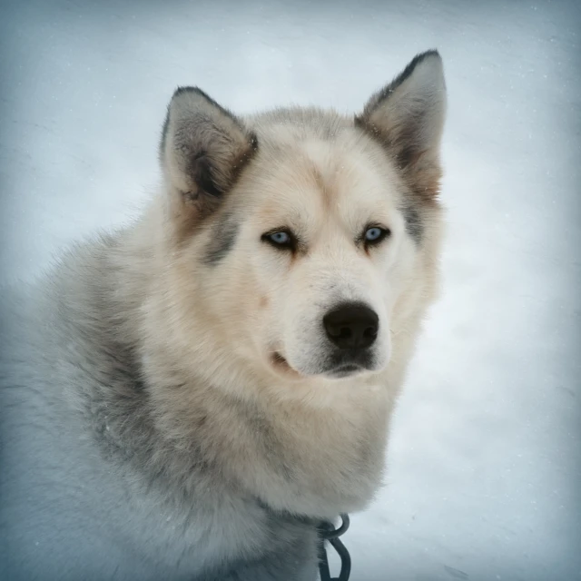 a close up of a white and black husky dog