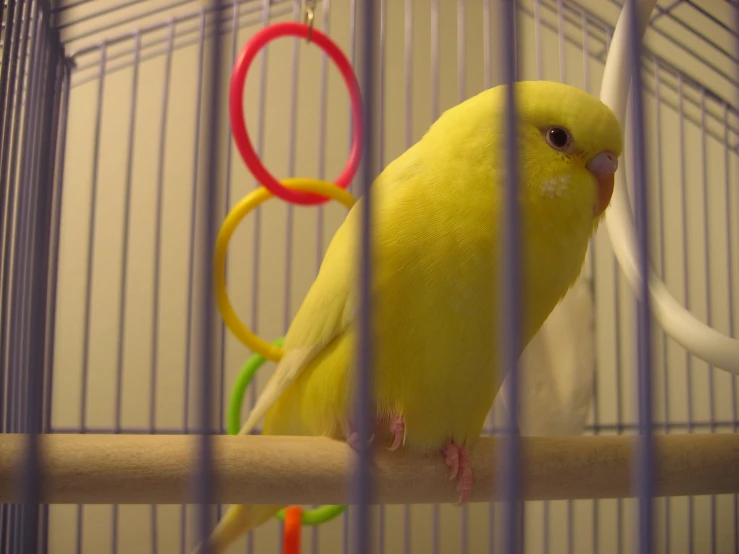 a yellow parakeet is sitting in a cage with colored rings on it