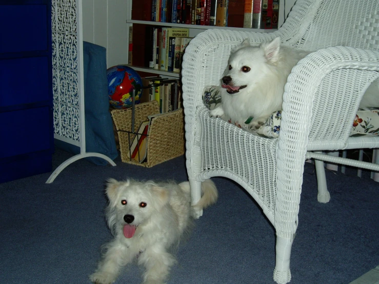 a couple of small white dogs sitting on top of a chair