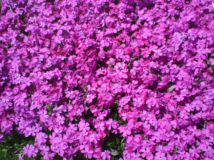 large group of purple flowers in a garden