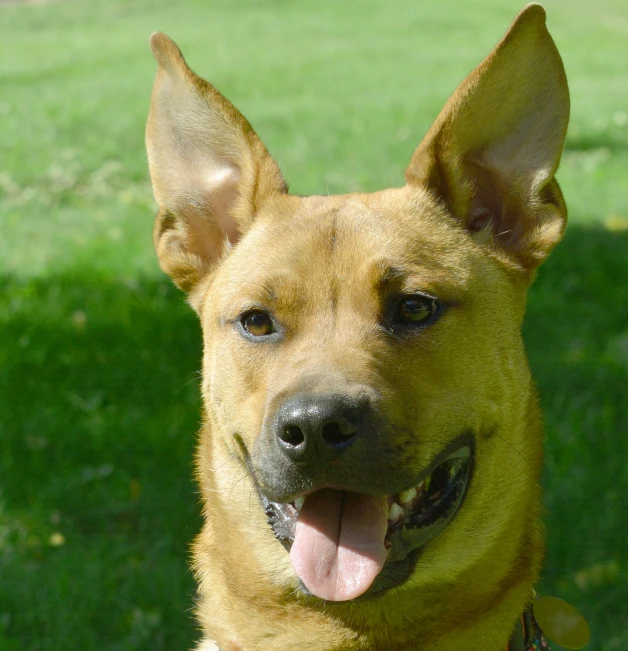 a very cute dog with it's tongue hanging out