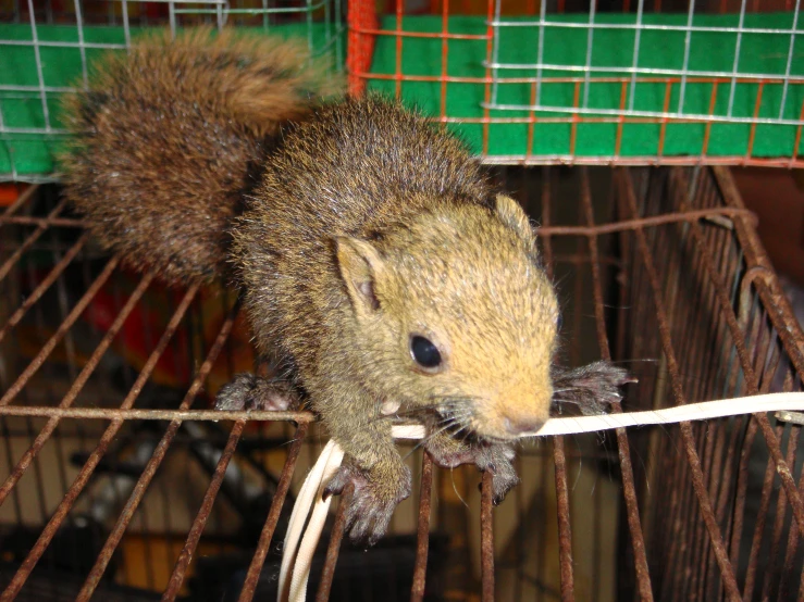 a squirrel is sitting on top of the cage