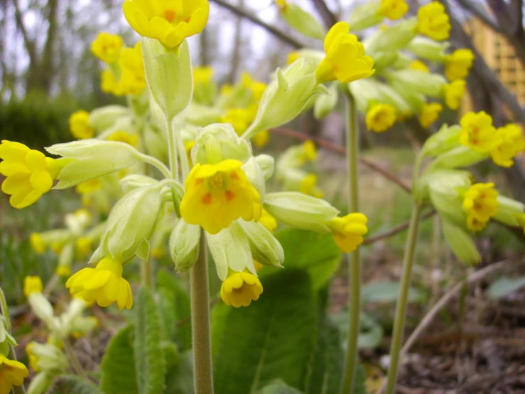 several yellow flowers on the ground near plants