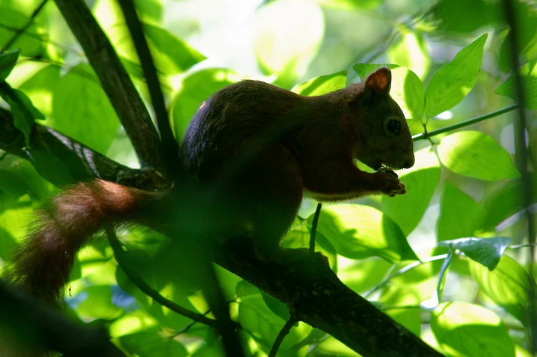 the squirrel is sitting on the tree limb