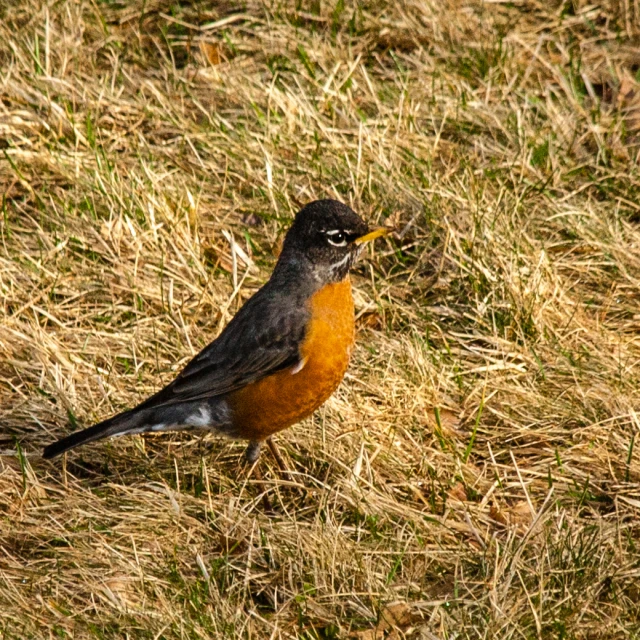 a brown and black bird sitting in the grass