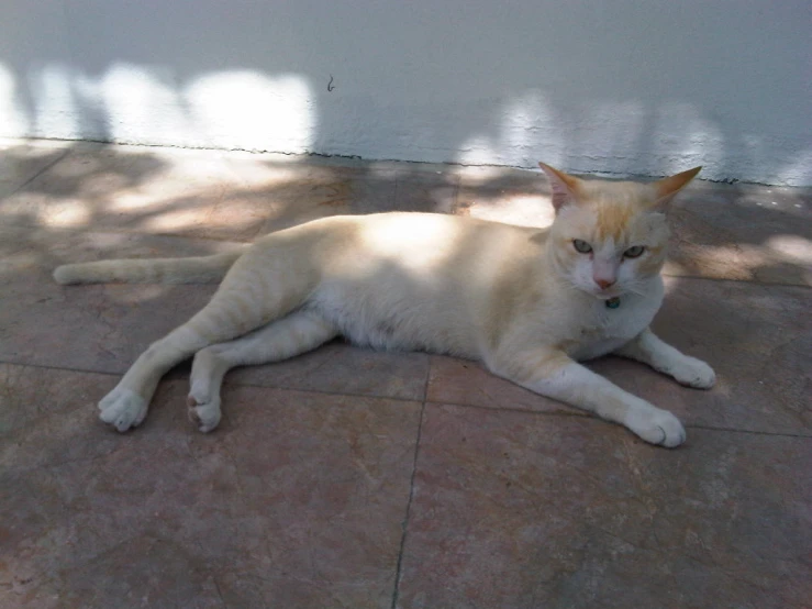 a light colored cat is laying on the floor