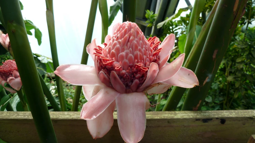 a pink flower is in the middle of some tall bamboo plants