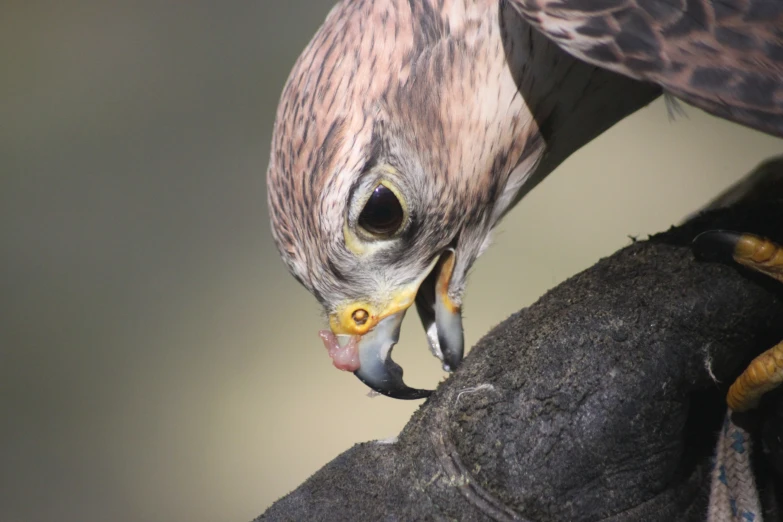 a close up po of an hawk with large yellow beak
