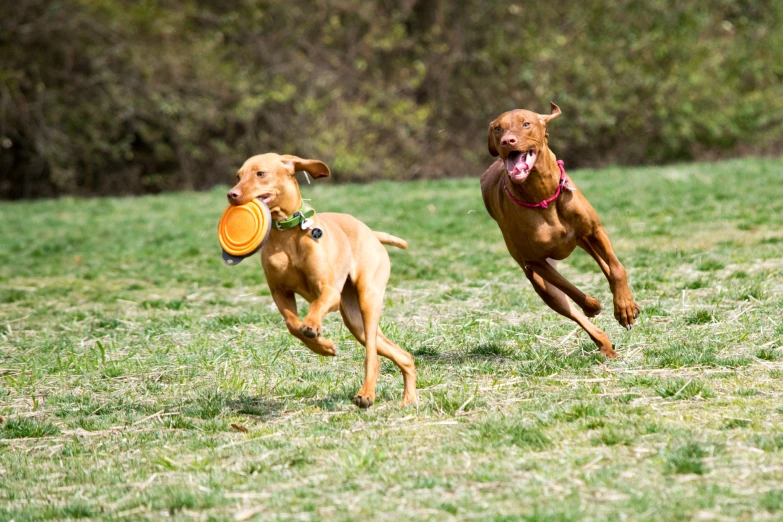 two dogs are running and chasing after the frisbee