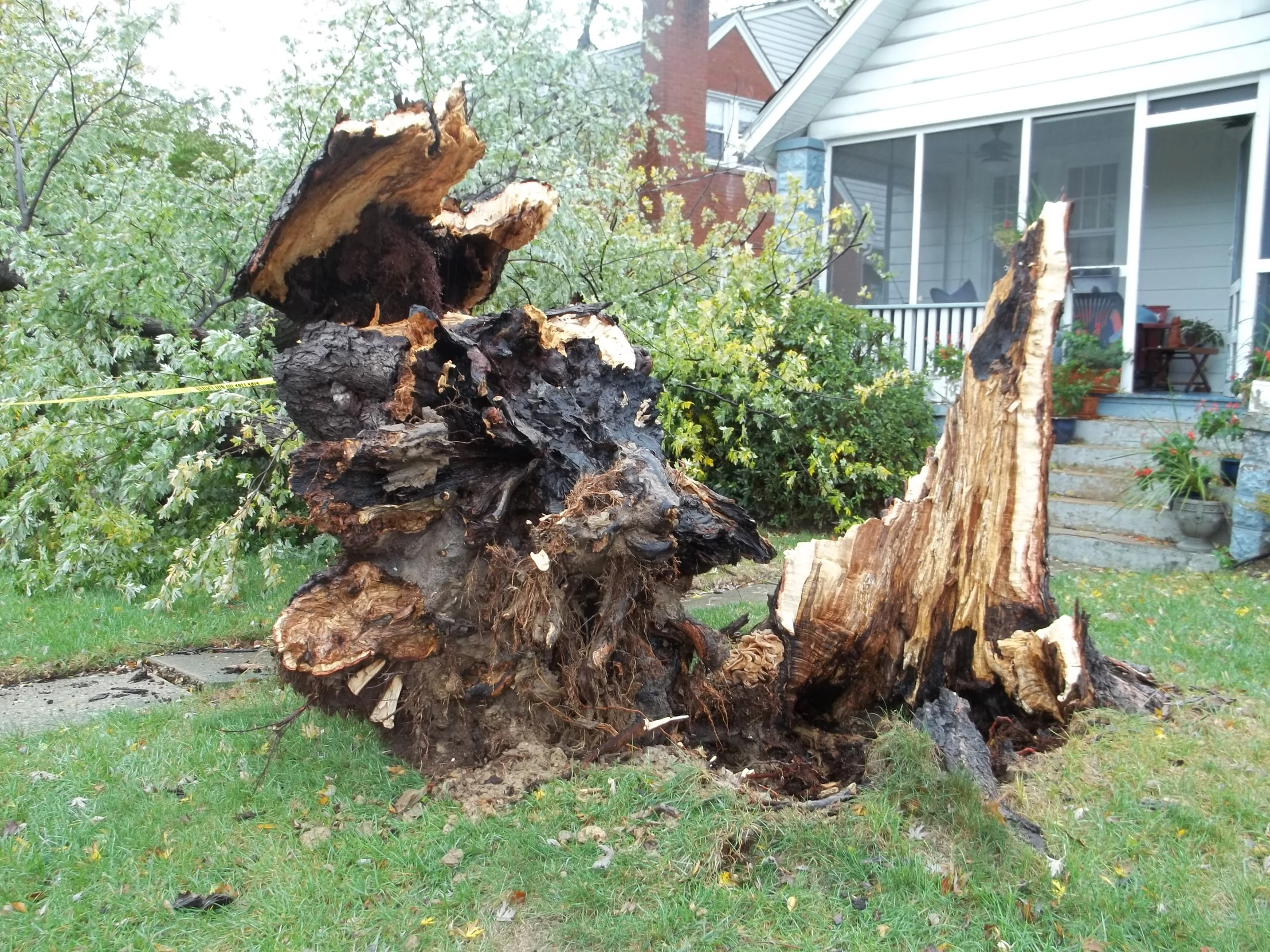 a pile of tree stump on a yard