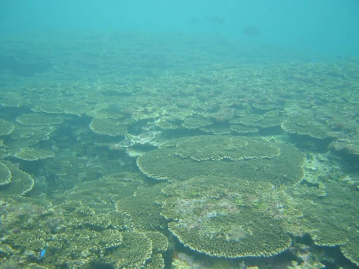 the great blue water has plenty of sea stars on its surface