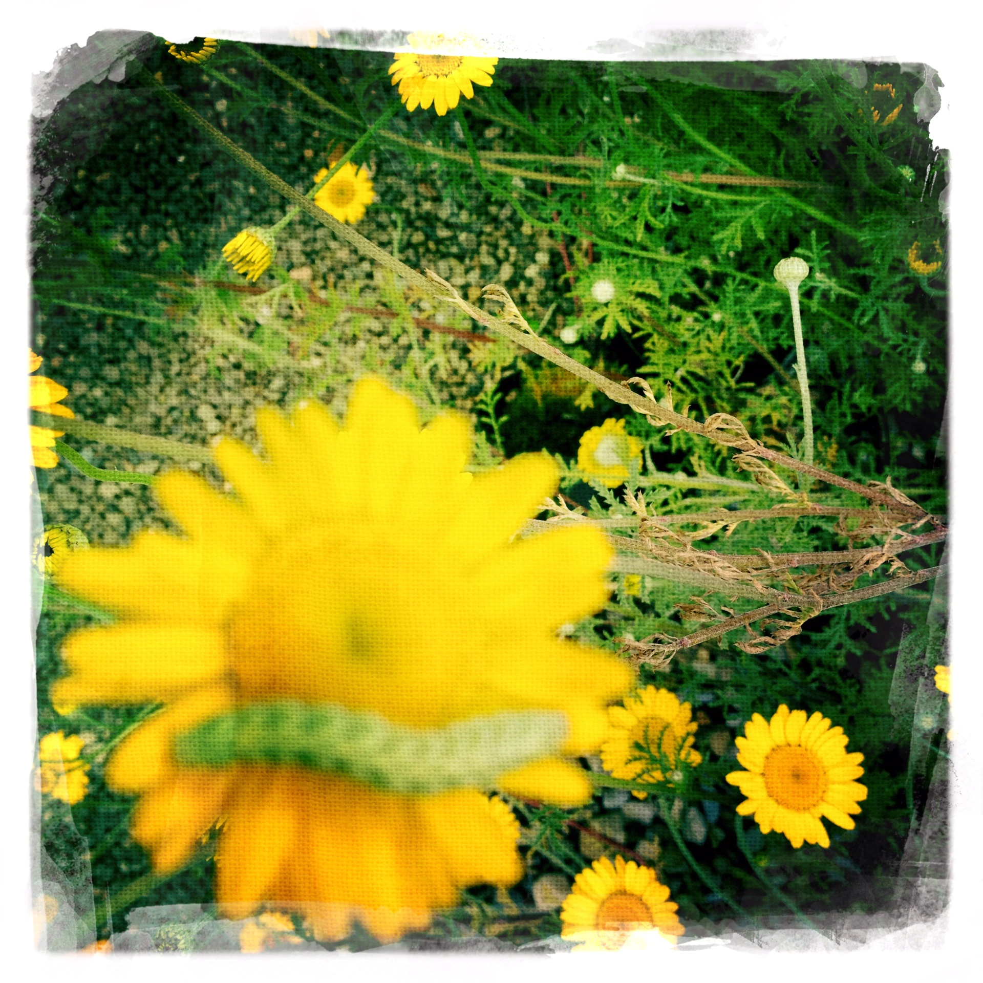 sunflowers and grasses on a green background