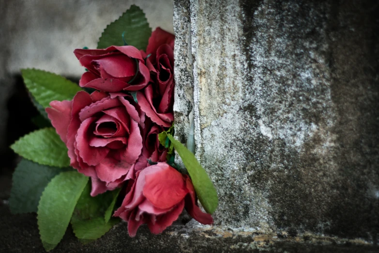 a red rose laying against the wall near it's roots