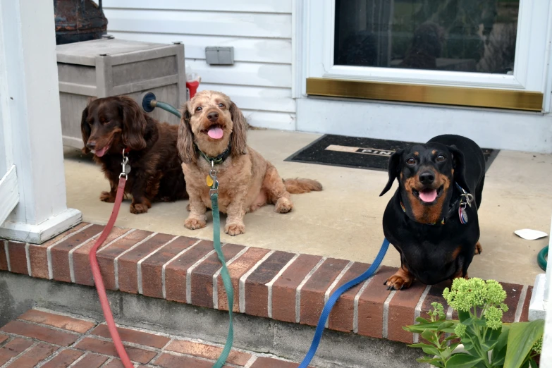 three dogs are sitting on the outside steps of a house