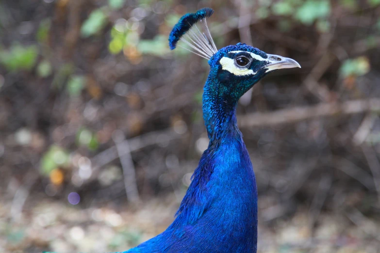 a peacock with blue and white feathers and black eyes