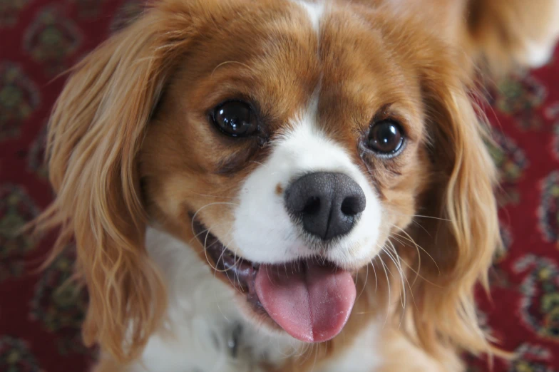 a closeup of a dog's face and a carpet