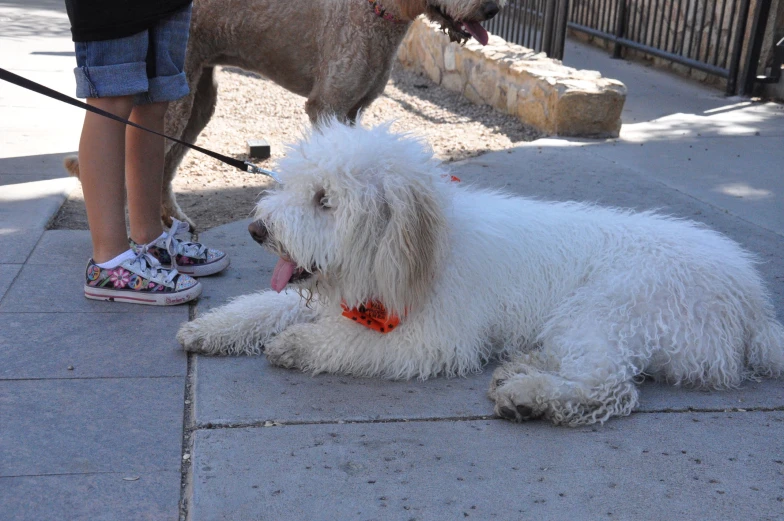 two dogs sitting next to one another on a sidewalk