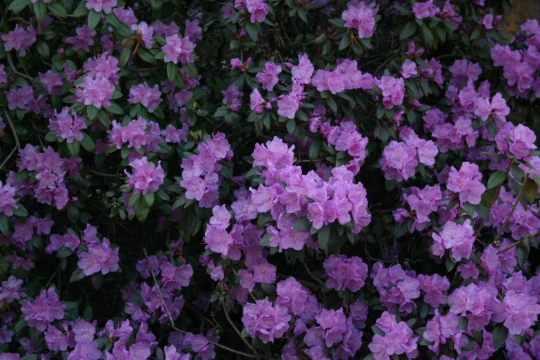 small pink flowers in a garden in bloom