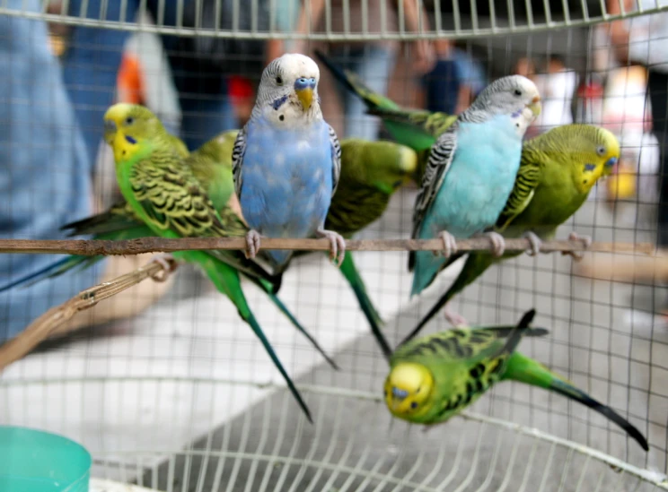 several green and blue birds in a cage