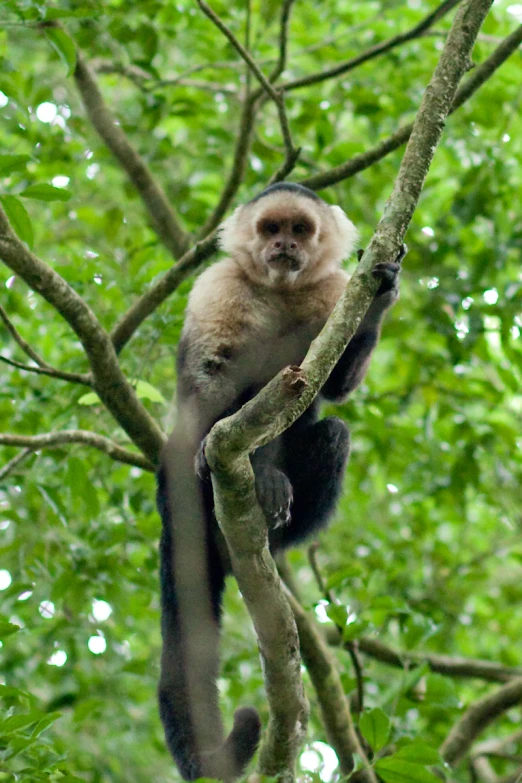 a monkey perched on the top of a tree in a forest