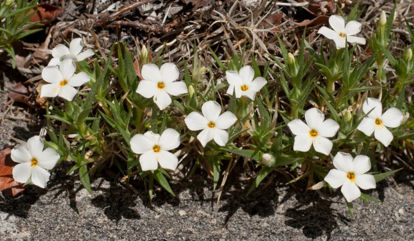 several flowers growing out of the sand near some grass