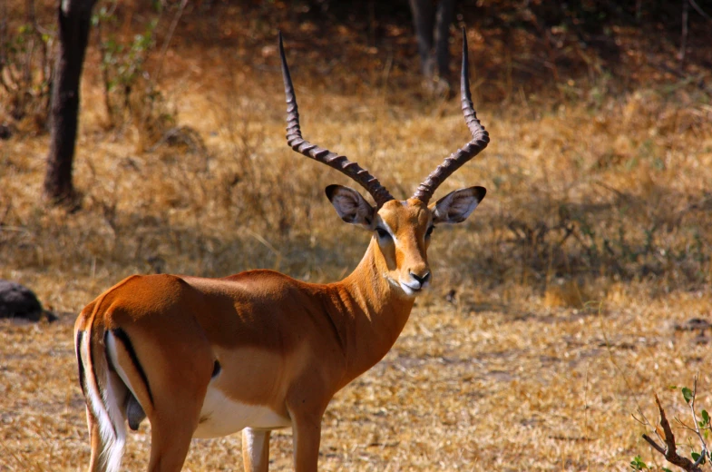an antelope looks in the direction of his pographer