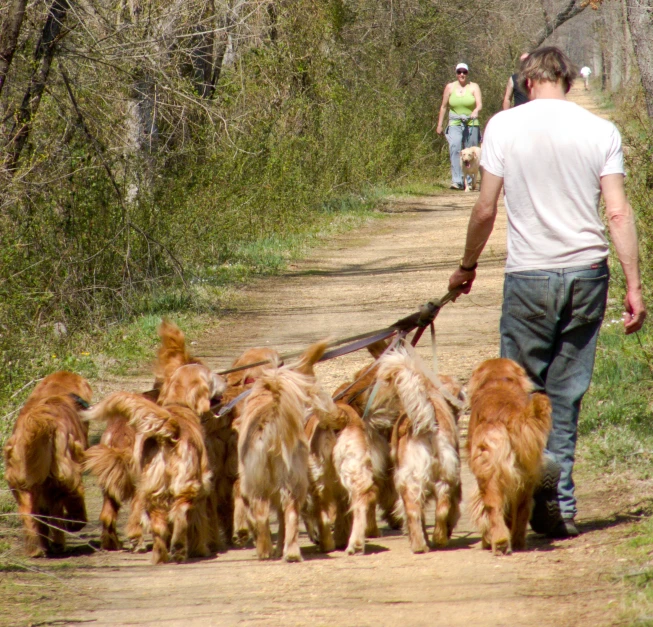 a man is walking dogs on the trail