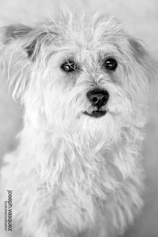 a dog looking over the top with a bit of hair on his head