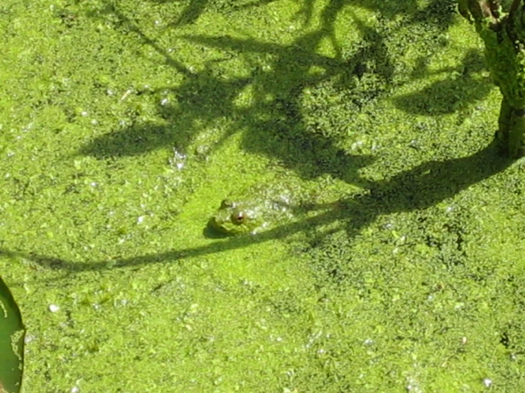 a frog that is swimming in a body of water