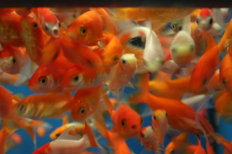 fish swimming together in a large tank filled with water