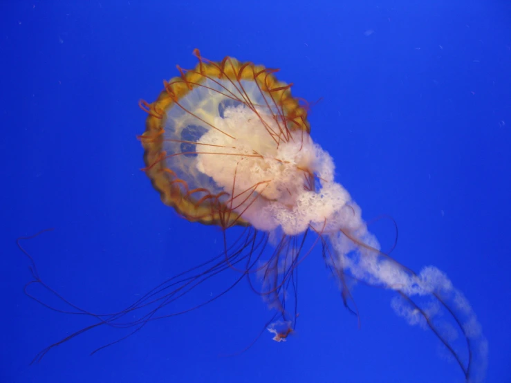 a sea nettle floating on top of a blue ocean