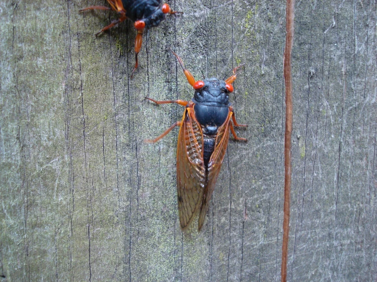 two cicadas hanging from a tree with orange and blue tips