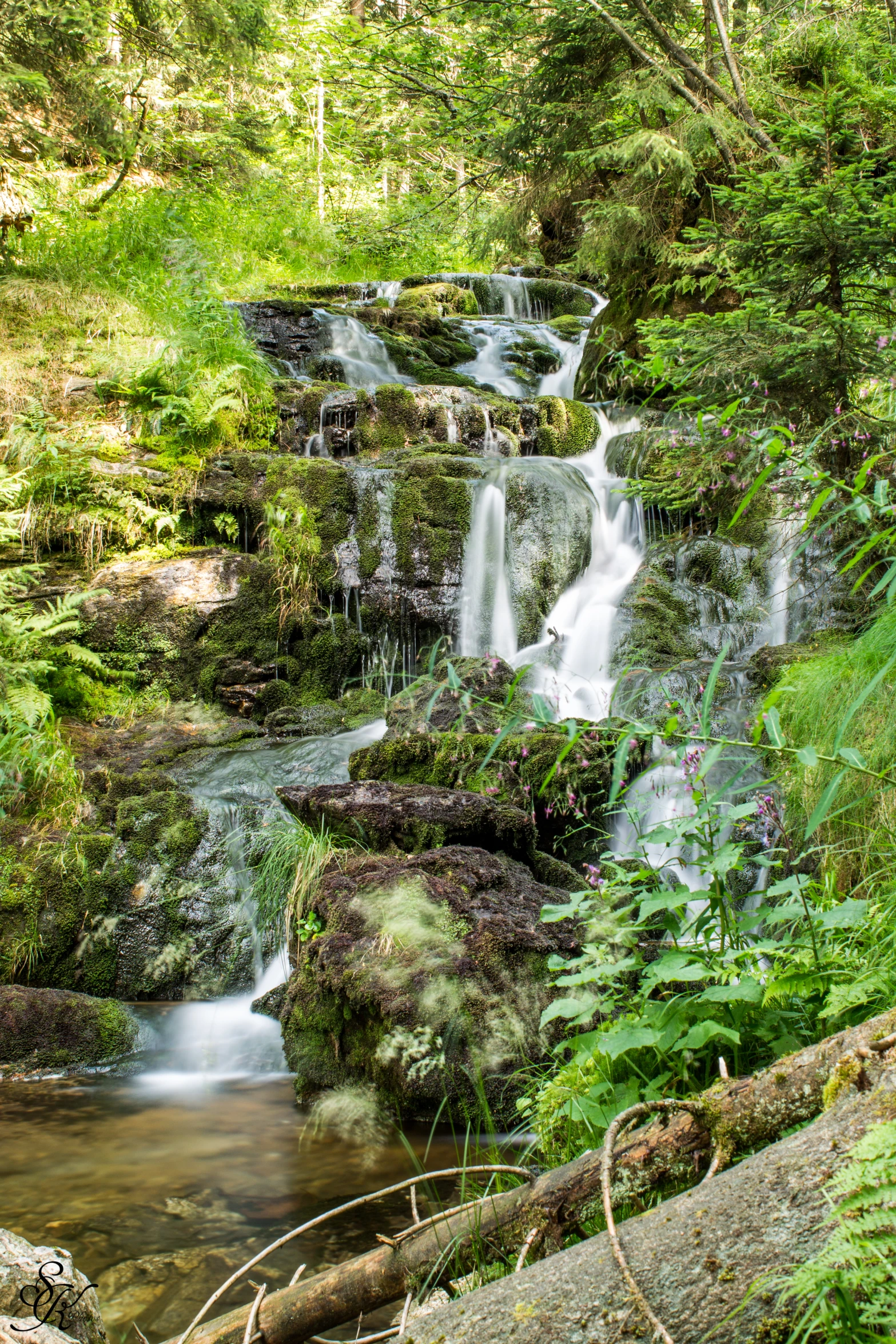 a creek flowing in the middle of some trees