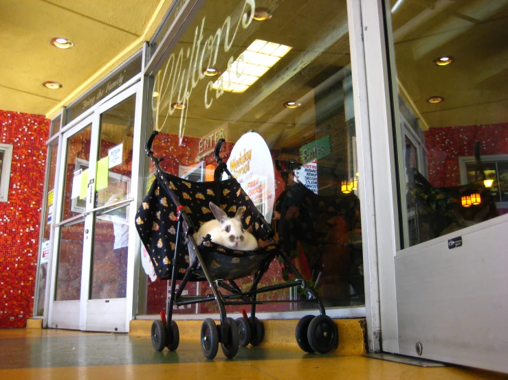 a dog inside of a stroller in front of a store window