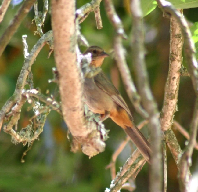 there is a small bird on a nch