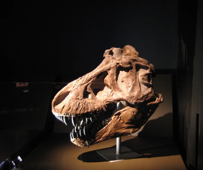 a replica of an animal is displayed in a museum case