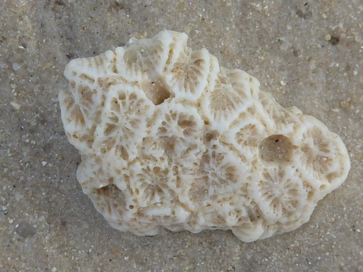 a large, white and brown coral lying on the sand