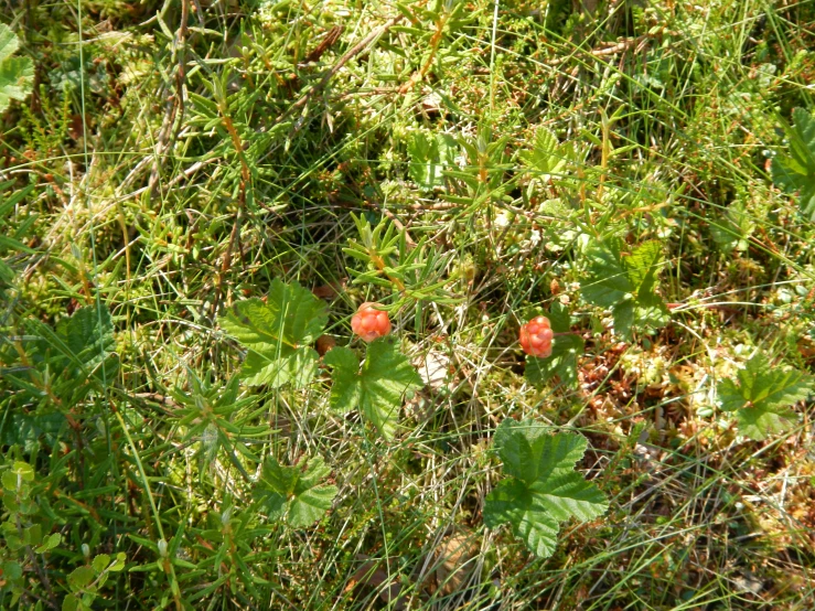 some very pretty little red berries in some grass