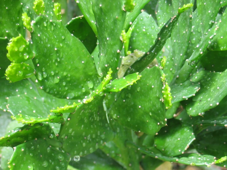 water droplets on the leaves of an aloen plant
