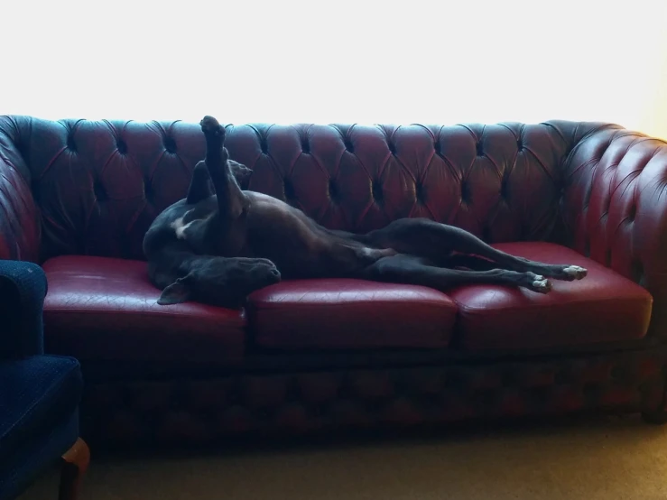 an up - close po of a dog laying on a red leather couch