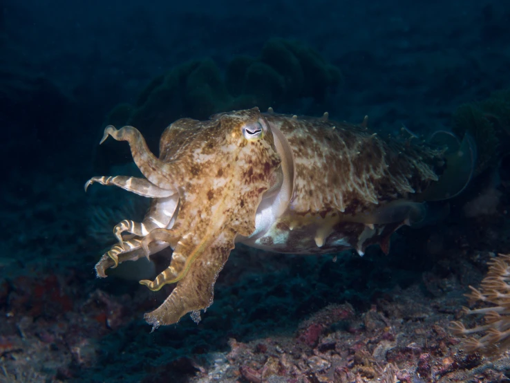 a giant octo swims through the ocean