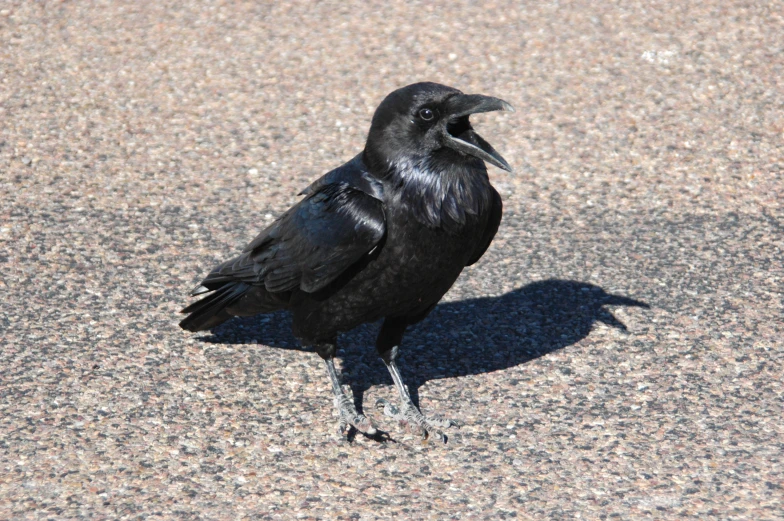 a black crow sitting in the street on the pavement