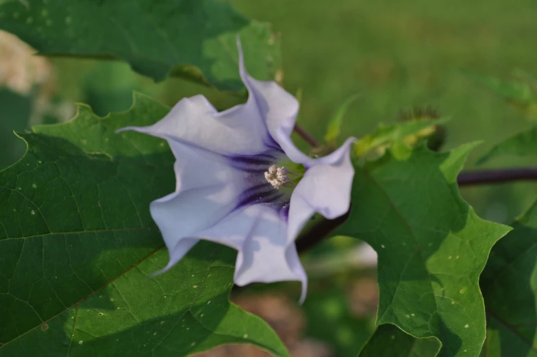 purple flower sitting on top of a lush green leaf covered field