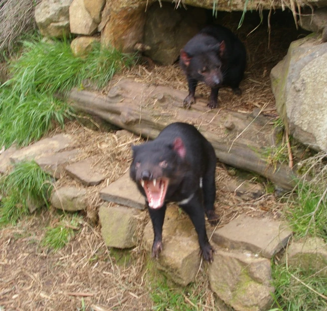 two black bear standing in front of some rocks