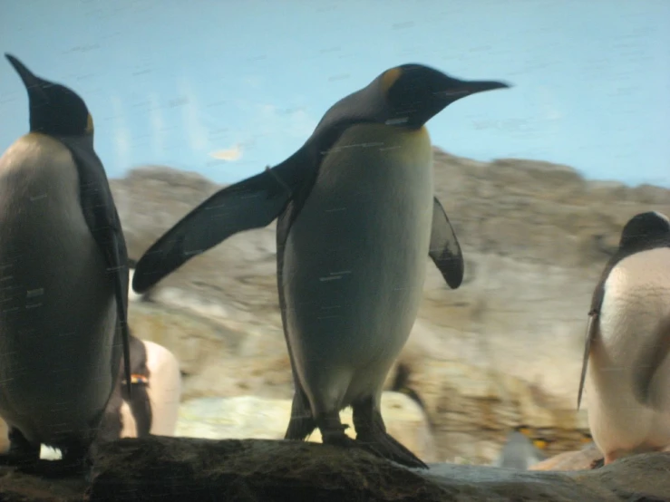 three penguins with one penguin on the other and looking into the distance