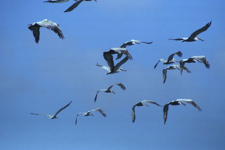 a flock of birds fly through a clear blue sky