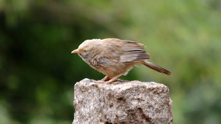 a small bird perched on top of a rock