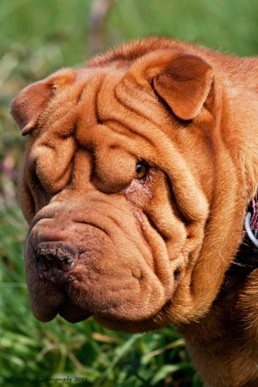 the head of an brown shar peid dog with a collar