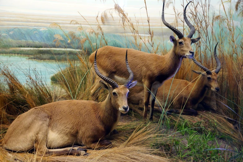 four antelope stand in tall grass next to a body of water