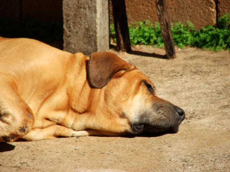 a dog lays on the ground with its eyes closed